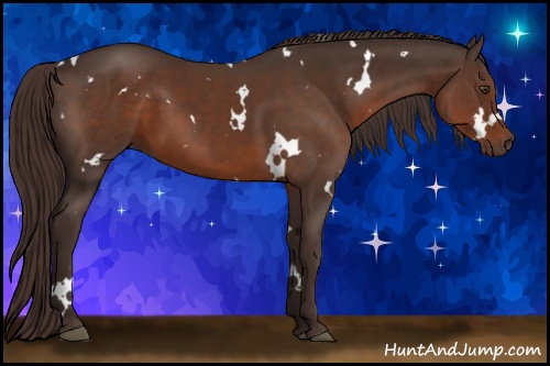 Horse Color: White Spotted Liver Chestnut 