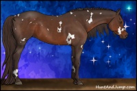 Horse Color:White Spotted Liver Chestnut 