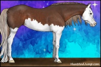 Horse Color:Liver Chestnut Splash 