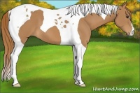 Horse Color:Chestnut Tobiano 