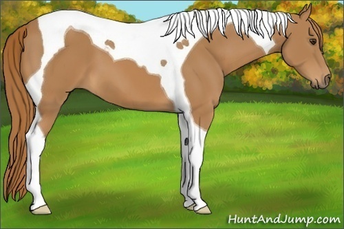 Horse Color: Chestnut Tobiano 