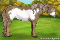 Horse Color:Chocolate Palomino Frame 