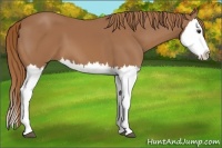 Horse Color:Chestnut Splash 