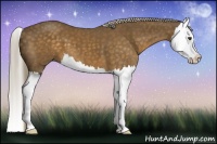 Horse Color:Chocolate Palomino Splash 