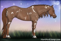 Horse Color:White Spotted Red Roan 