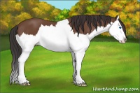Horse Color:Bay Splash 