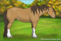Horse Color:Buckskin 