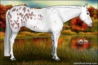 Horse Color:Watercolor Bay Splash Appaloosa