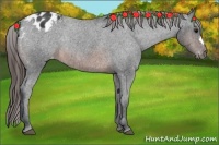 Horse Color:Brown Appaloosa Rabicano 
