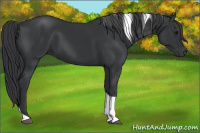 Horse Color:Black Tobiano 