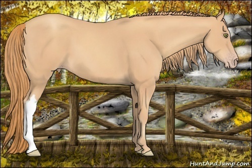 Horse Color:Gold Champagne 