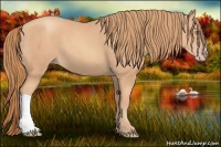 Horse Color:Gold Champagne 