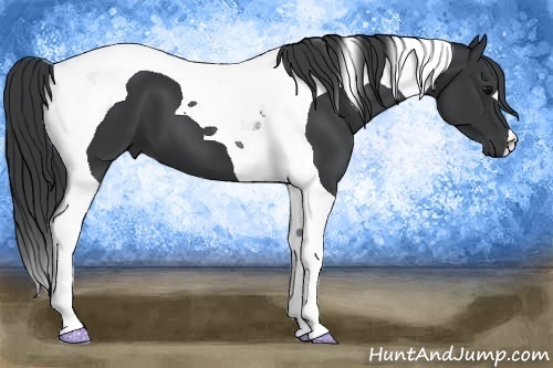 Horse Color: Black Tobiano 