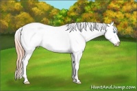 Horse Color:White Spotted Sable Cream Champagne Pearl Varnish 