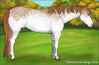 Horse Color:White Spotted Chestnut 