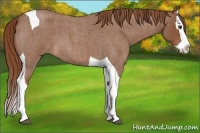 Horse Color:Red Roan Splash Tobiano 