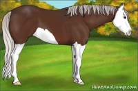 Horse Color:Silver Bay Splash 