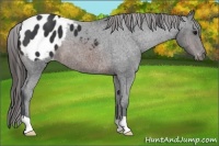 Horse Color:Brown Appaloosa 