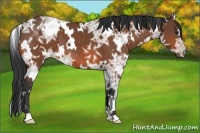 Horse Color:White Spotted Bay Ice 