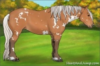 Horse Color:White Spotted Silver Bay 