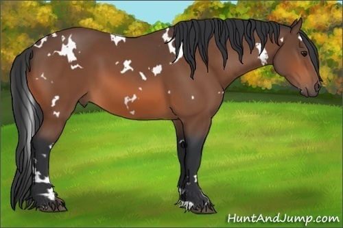 Horse Color: White Spotted Bay 
