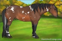 Horse Color:White Spotted Bay 