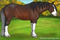 Horse Color:Bay Splash 