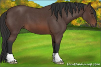 Horse Color:Bay Roan 
