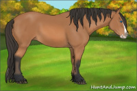 Horse Color:Bay Splash 