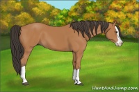 Horse Color:Bay Splash 