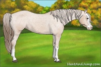 Horse Color:Bay Splash Appaloosa