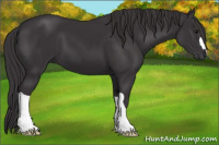 Horse Color:Smoky Black