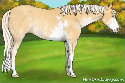 Horse Color: ERROR: UNKNOWN ANOMALY