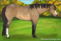 Horse Color:ERROR: UNKNOWN ANOMALY