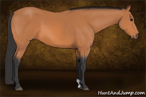 Horse Color: Bay 
