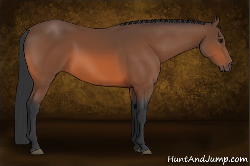 Horse Color: Bay 
