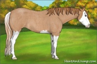 Horse Color:Red Roan Splash 