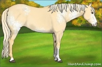 Horse Color:White Spotted Palomino Dun 