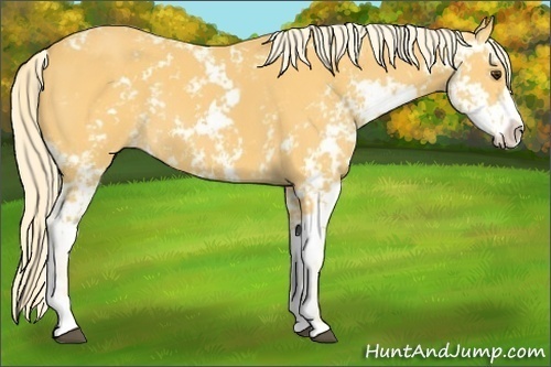 Horse Color: Palomino Sabino 