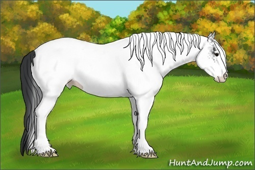 Horse Color:White Spotted Black Tobiano 