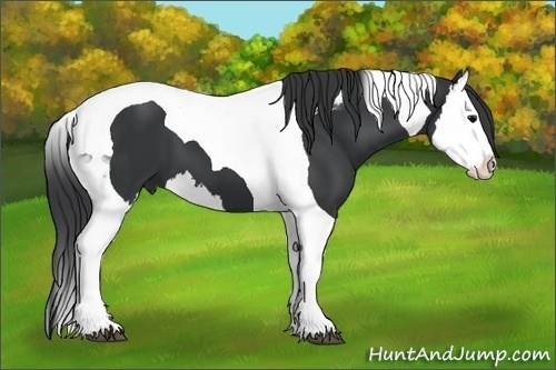Horse Color:Black Splash Tobiano 