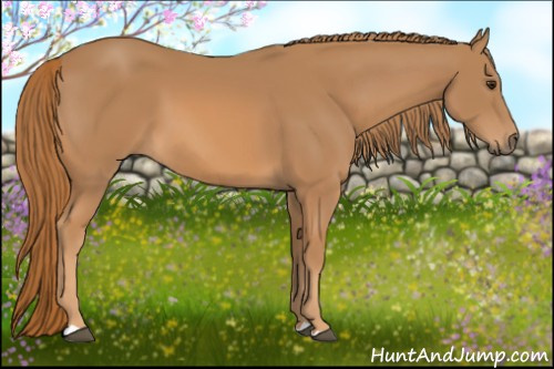 Horse Color: Chestnut 