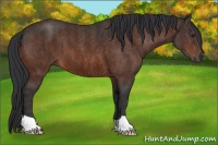 Horse Color:Brown Roan Brindle
