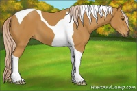 Horse Color:Palomino Tobiano 