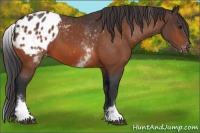 Horse Color:White Spotted Bay Appaloosa Rabicano