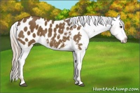 Horse Color:Chocolate Palomino Appaloosa 
