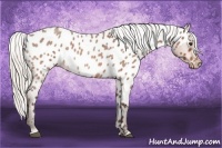 Horse Color:Silver Bay Roan Near Leopard 