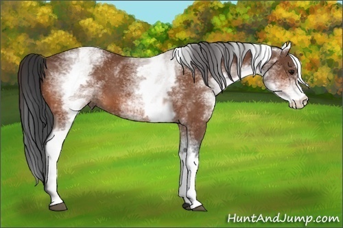 Horse Color: White Spotted Bay 