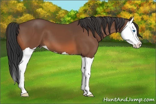 Horse Color: Unknown 