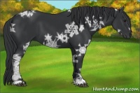 Horse Color:Black Ice 